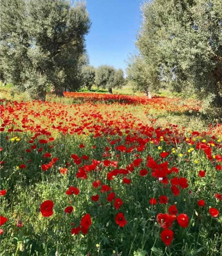 로코로톤도 Trulli Francesca Ciclovia 빌라 외부 사진